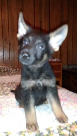 German Shepherd Dog puppy for sale + 47116