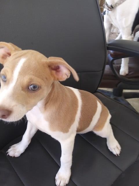 Rat Terrier puppy for sale + 67125