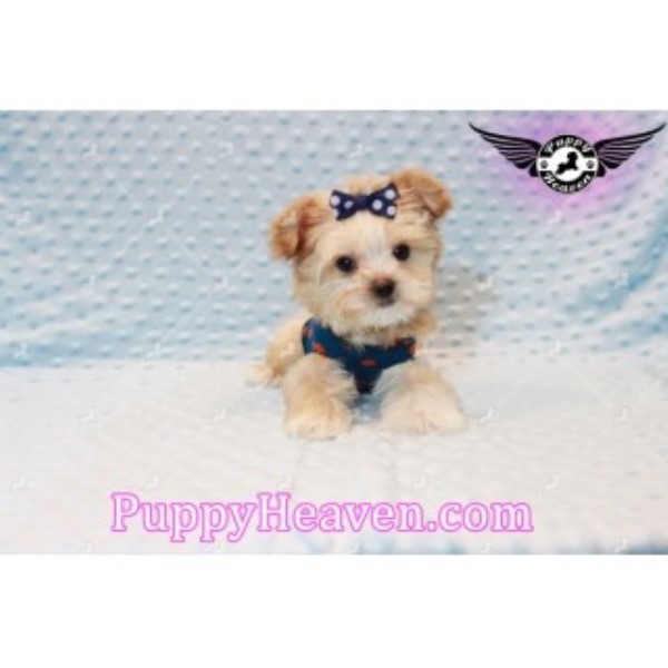 60 Best Images Micro Teacup Puppies Las Vegas - Party - Teacup Maltese Puppy has found a good loving home ...