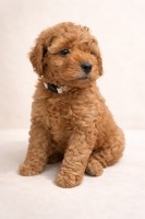 mini f1b goldendoodles Goldendoodle for sale/adoption
