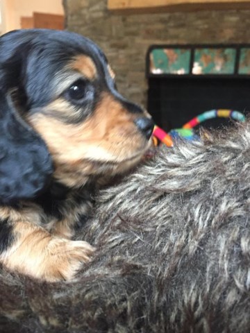 AKC LH Miniature Dachshund Male