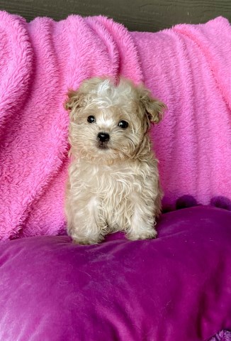 Small Shih Tzu male puppy - DUKE