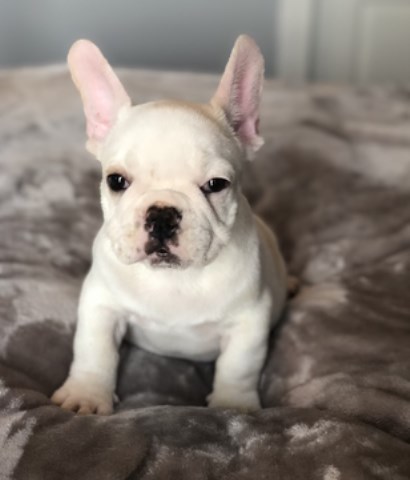 French Bulldog Puppy Dog For Sale In Austin Texas