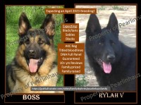 AKC German Shepherd puppies German Shepherd Dog for sale/adoption