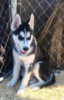 AKC Siberian Husky Champion  lines Siberian Husky for sale/adoption