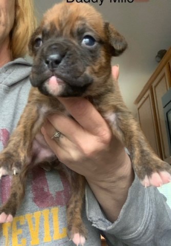 AKC Boxer Puppies