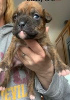 AKC Boxer Puppies Boxer for sale/adoption