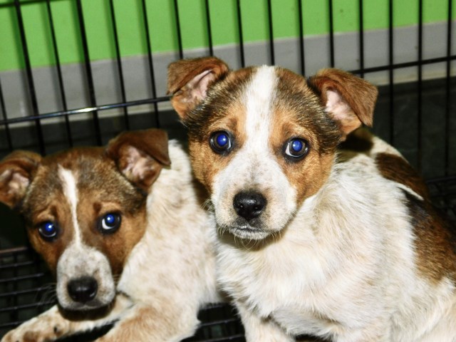Chicago Aust. Heeler. MALES.  *^*FREE*^* NO FEES!!!