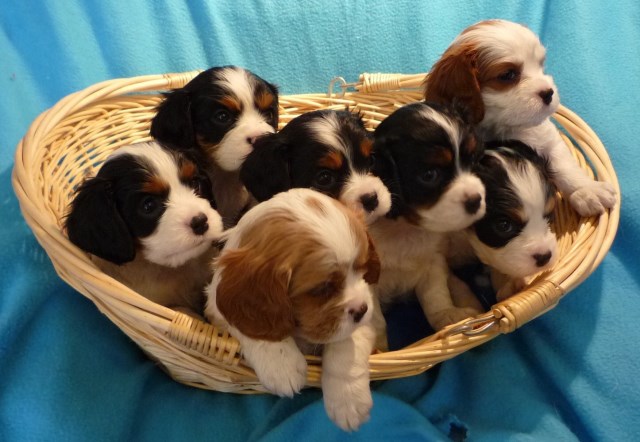 Cavalier King Charles Spaniel PUPPIES FOR SALE on Long Island NY USA