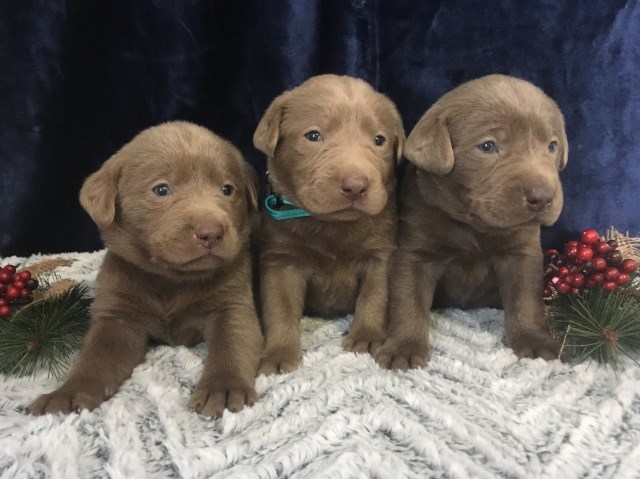 Silver AKC Labrador Puppies