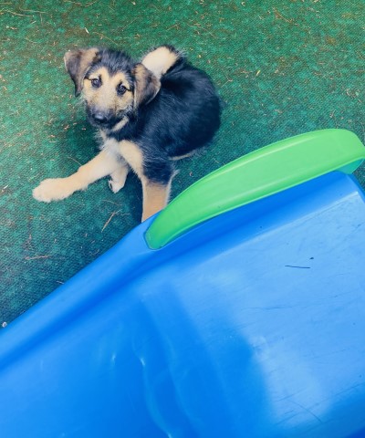 German Shepherd Dog puppy for sale + 63551