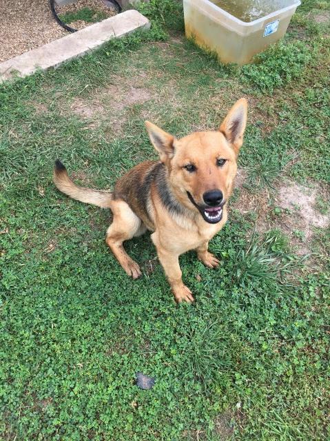 German Shepherd Dog puppy for sale + 62217