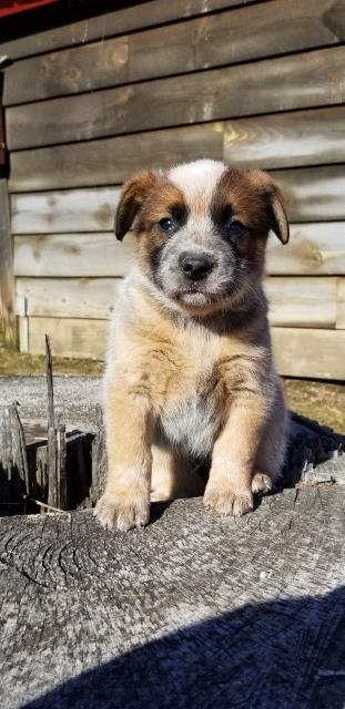 APRI registered, male Red Heeler pup, # A
