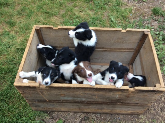 ABCA Border Collie Puppies