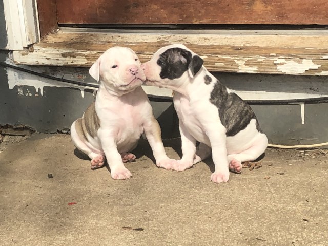 American Bulldog puppy dog for sale in Sandy, Oregon