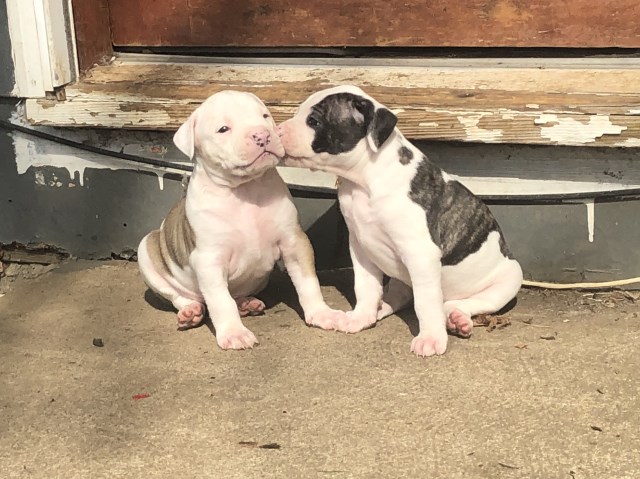 Standard Scott Type American Bulldog NKC registered