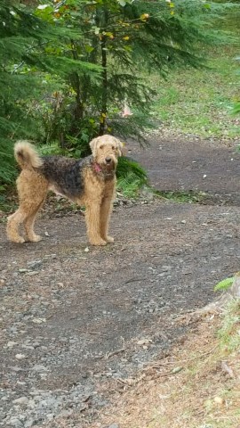 AKC farm raised & trained Oorang Airedale Female