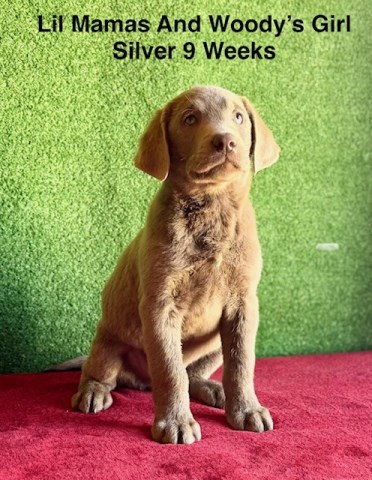 Labrador Retriever puppy for sale + 67134