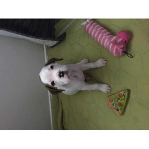 Boxer puppy for sale + 46503