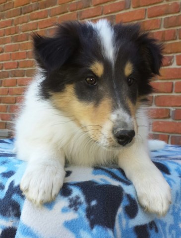 Collie puppy for sale + 48783