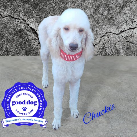 CKC Registered Male Standard Poodle