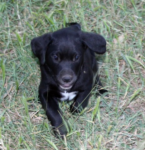 Labrador Retriever puppy for sale + 49146