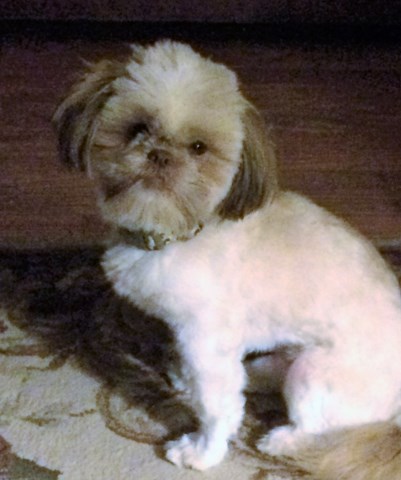 Pookah Bear - Male Shih Tzu