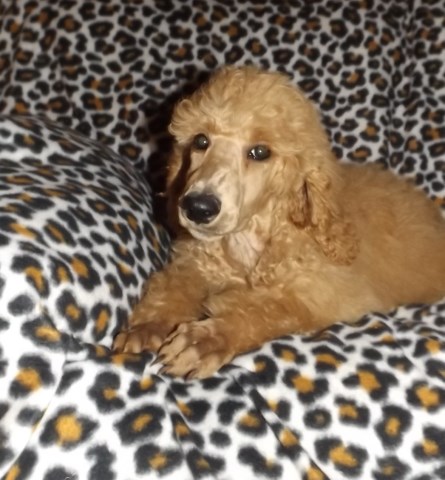 Poodle Standard puppy for sale + 60271