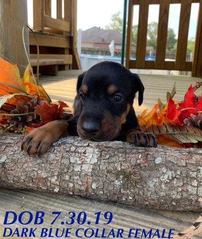 100% European Doberman Puppies