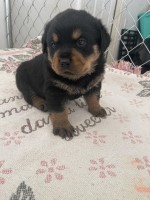 Rottweiler Puppies Rottweiler for sale/adoption