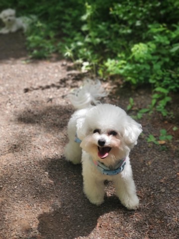 Bichon Frise puppy for sale + 63679