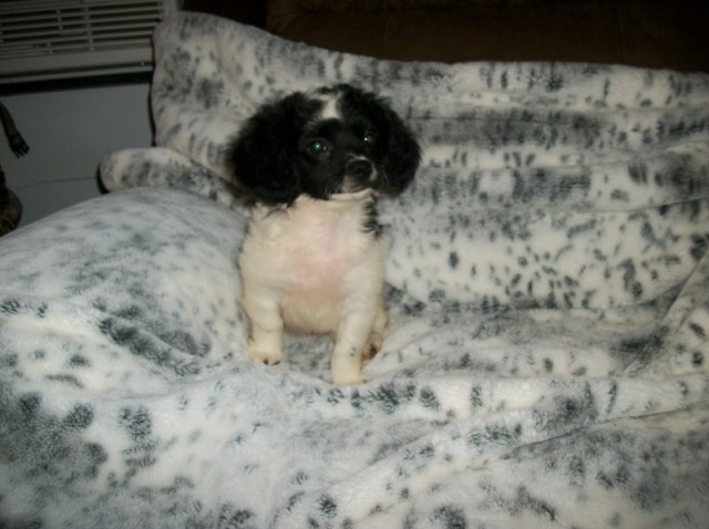 Pekingese puppy for sale + 63399