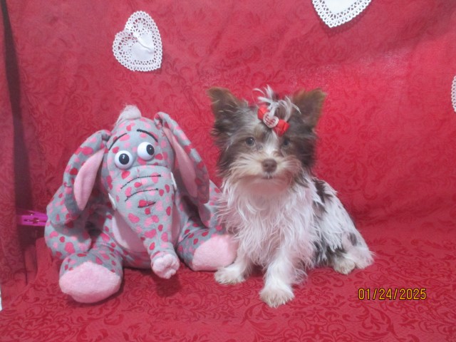 Dolly a AKC  Chocolate Parti  Yorkshire Terrier female