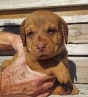 Chesapeake Bay Retriever thumbnail