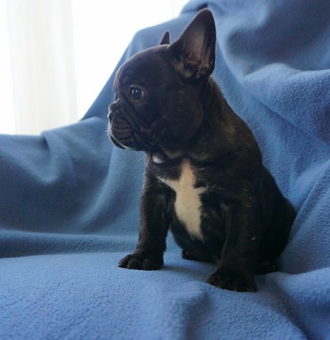 French Bulldog puppy for sale + 55654