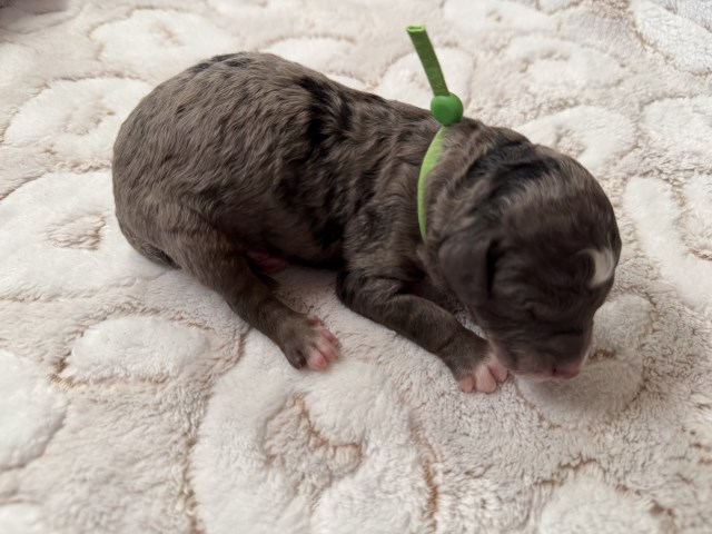 Mini F1bb Bernedoodle - Meet Cocoa