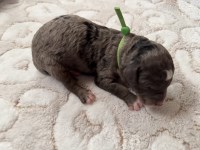 Mini F1bb Bernedoodle - Meet Cocoa Bernese Mountain Dog for sale/adoption