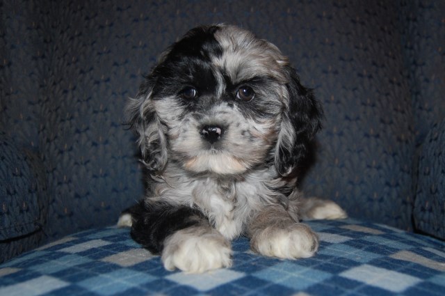 Cockapoo puppy for sale + 53935