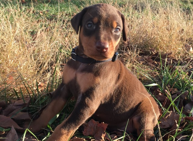 Doberman puppies for sale