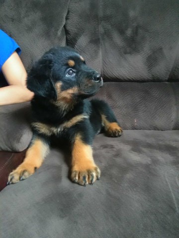 Rottweiler puppy for sale + 53530