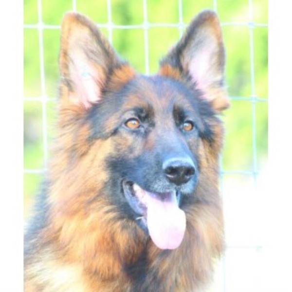 German Shepherd Dog puppy for sale + 45504
