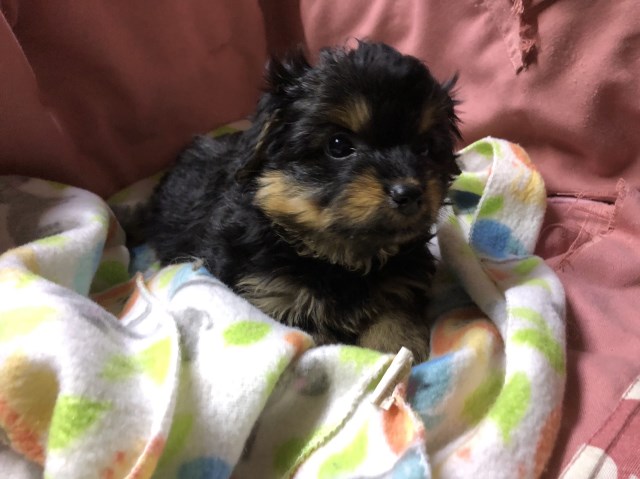Sweet Yorkipoo girls