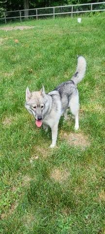 6 Month old female siberian husky