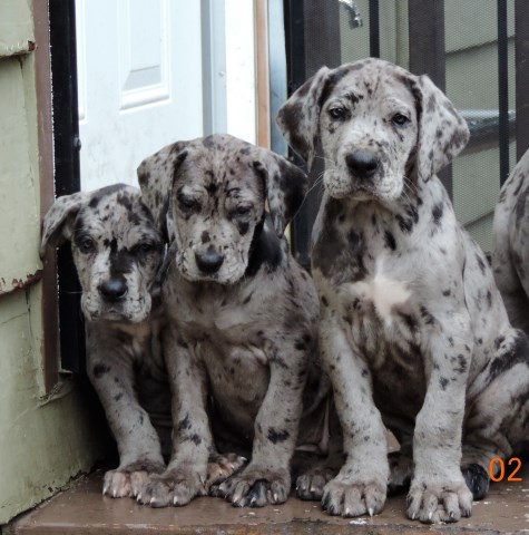Great Dane puppy for sale + 48270