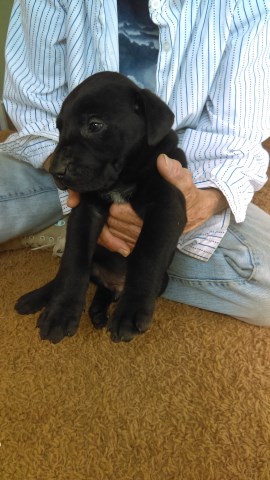 Great Dane puppy for sale + 53927