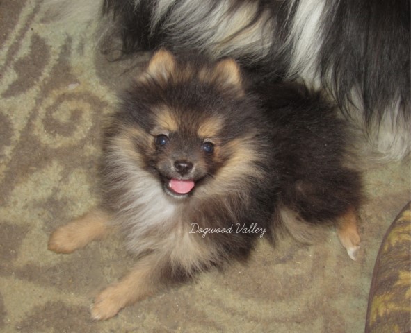 Pomeranian puppy for sale + 64329