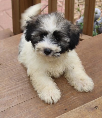 Kowboy -  AKC havanese male
