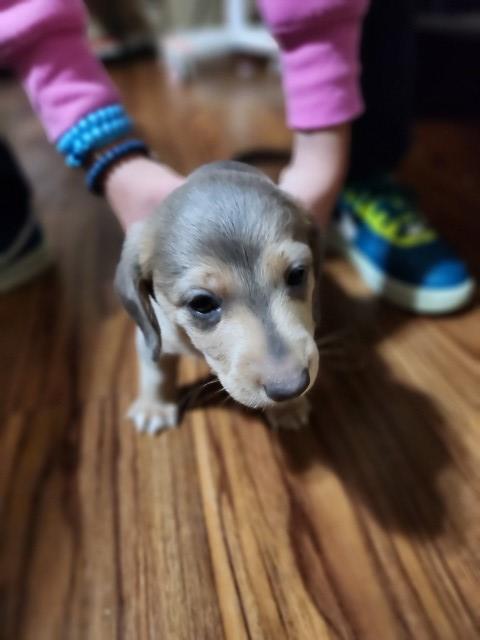 Dachshund puppy for sale + 65725