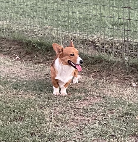 Pembroke Welsh Corgi puppy for sale + 62412