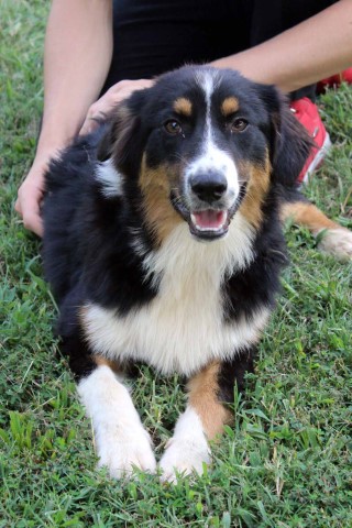 Black Tri AKC/ASCA australian shepherd puppies